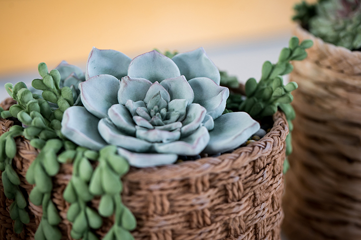 Succulent Silicone Mould